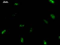 Immunostaining analysis in HeLa cells. HeLa cells were fixed with 4% paraformaldehyde and permeabilized with 0.1% Triton X-100 in PBS. The cells were immunostained with anti-CIRH1A mAb.