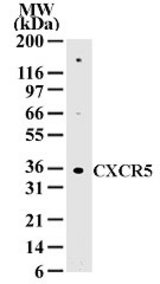 Western blot of 20 ug of total cell lysate from Daudi cells with antibody at 2 ug/ml dilution.