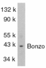Western blot of Bonzo in SW1353 total cells lysate with Bonzo antibody at 1:1000 dilution.