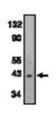 Western blot of anti-Bonzo (CT) antibody at 0.5 ug/ml on SW1353 cell lysates.