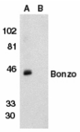 Western blot of Bonzo in human spleen tissue lysate in the absence (lane A) or presence (lane B) of peptide with Bonzo antibody at 1 ug/ml.