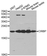 Western blot analysis of extracts of HepG2 cell line, using CIRBP antibody.