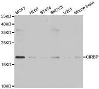 Western blot analysis of extracts of various cell lines, using CIRBP antibody.