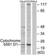 Western blot of extracts from HeLa cells/COLO205 cells, using Cytochrome b561 D1 Antibody. The lane on the right is treated with the synthesized peptide.