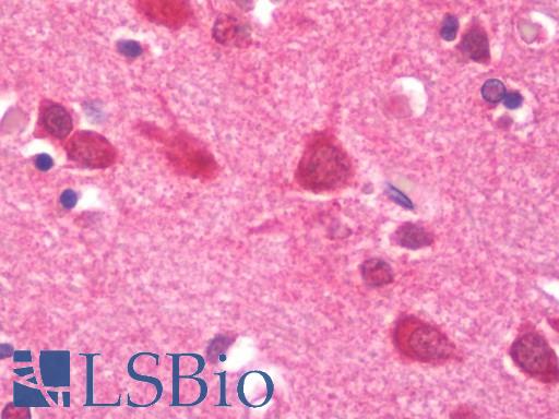 Anti-CIRP / CIRBP antibody IHC staining of human brain, cortex. Immunohistochemistry of formalin-fixed, paraffin-embedded tissue after heat-induced antigen retrieval. Antibody LS-B10519 concentration 10 ug/ml.