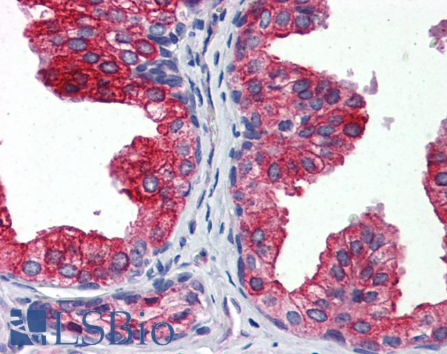 Anti-CYB5A / Cytochrome b5 antibody IHC of human prostate. Immunohistochemistry of formalin-fixed, paraffin-embedded tissue after heat-induced antigen retrieval. Antibody LS-B6526 concentration 5 ug/ml.