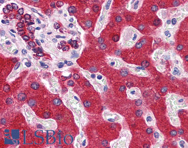 Anti-CYB5A / Cytochrome b5 antibody IHC of human liver. Immunohistochemistry of formalin-fixed, paraffin-embedded tissue after heat-induced antigen retrieval. Antibody LS-B6526 concentration 5 ug/ml.
