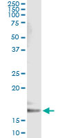 Immunoprecipitation of CYB5A transfected lysate using anti-CYB5A monoclonal antibody.