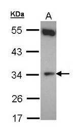 Sample (30 ug of whole cell lysate). A: Hela. 10% SDS PAGE. CYB5R1 antibody diluted at 1:500.