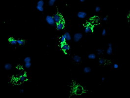 Anti-CYB5R1 mouse monoclonal antibody immunofluorescent staining of COS7 cells transiently transfected by pCMV6-ENTRY CYB5R1.