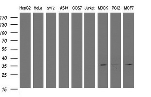 Western blot of extracts (35ug) from 9 different cell lines by using anti-CYB5R1 monoclonal antibody (HepG2: human; HeLa: human; SVT2: mouse; A549: human; COS7: monkey; Jurkat: human; MDCK: canine; PC12: rat; MCF7: human).