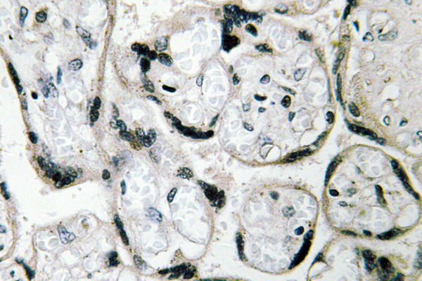 IHC of CYB5R3 (I169) pAb in paraffin-embedded human placenta tissue.