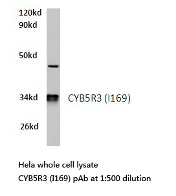 Western blot of CYB5R3 (I169) pAb in extracts from HeLa cells.