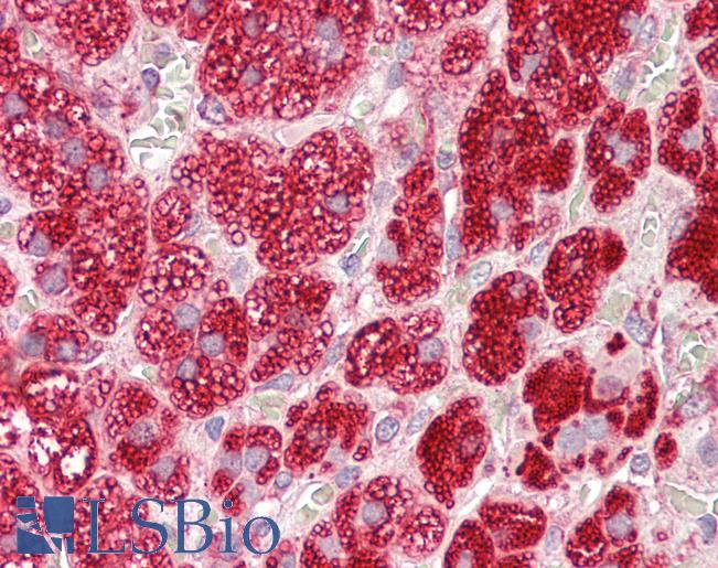Anti-CYB5R3 / B5R antibody IHC staining of human adrenal. Immunohistochemistry of formalin-fixed, paraffin-embedded tissue after heat-induced antigen retrieval.