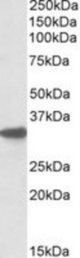CYB5R3 antibody (0.1 ug/ml) staining of Mouse Liver lysate (RIPA buffer, 35 ug total protein per lane). Primary incubated for 1 hour. Detected by Western blot of chemiluminescence.