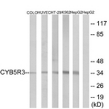 Western blot of extracts from HepG2/COLO/HUVEC/HT-29/K562 cells, using CYB5R3 Antibody. The lane on the right is treated with the synthesized peptide.