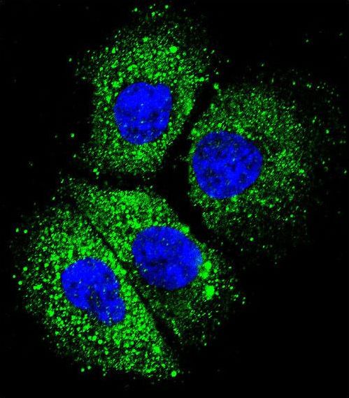 Confocal immunofluorescent of CYBA Antibody with NCI-H292 cell followed by Alexa Fluor 488-conjugated goat anti-rabbit lgG (green). DAPI was used to stain the cell nuclear (blue).
