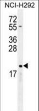 CYBA Antibody western blot of NCI-H292 cell line lysates (35 ug/lane). The CYBA antibody detected the CYBA protein (arrow).