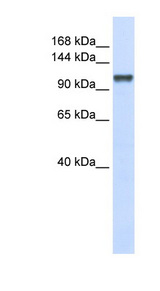 CHERP antibody LS-C101864 Western blot of 293T cell lysate.