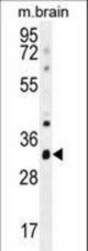CYC1 Antibody western blot of mouse brain tissue lysates (35 ug/lane). The CYC1 antibody detected the CYC1 protein (arrow).