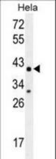 CYC1 Antibody western blot of HeLa cell line lysates (35 ug/lane). The CYC1 antibody detected the CYC1 protein (arrow).