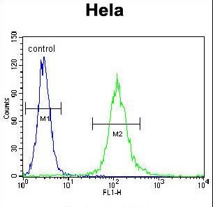 CYC1 Antibody flow cytometry of HeLa cells (right histogram) compared to a negative control cell (left histogram). FITC-conjugated goat-anti-rabbit secondary antibodies were used for the analysis.