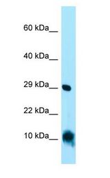 CISD1 antibody Western Blot of HepG2.
