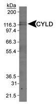 Detection of CYLD in Jurkat whole cell extract.
