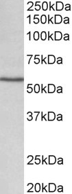 CYP1A1 antibody (0.1 ug/ml) staining of Rat Lung lysate (35 ug protein in RIPA buffer). Primary incubation was 1 hour. Detected by chemiluminescence.