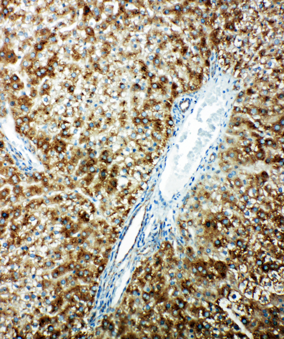 CYP1A2 antibody. IHC(P): Rat Liver Tissue.