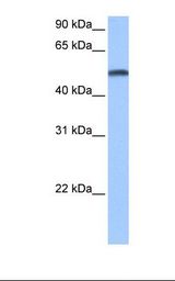 Fetal liver cell lysate. Antibody concentration: 0.5 ug/ml. Gel concentration: 12%.