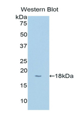 Western blot of recombinant CYP1B1.
