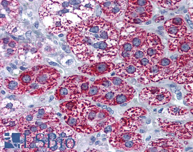 Anti-CYP1B1 antibody IHC of human adrenal. Immunohistochemistry of formalin-fixed, paraffin-embedded tissue after heat-induced antigen retrieval. Antibody LS-B1790 concentration 10 ug/ml.