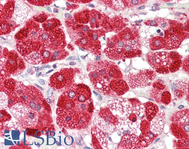 Anti-CYP21A2 antibody IHC staining of human adrenal. Immunohistochemistry of formalin-fixed, paraffin-embedded tissue after heat-induced antigen retrieval. Antibody LS-B9758 concentration 5 ug/ml.