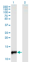 Western Blot analysis of CYP24A1 expression in transfected 293T cell line by CYP24A1 monoclonal antibody (M02), clone 1E1.Lane 1: CYP24A1 transfected lysate (Predicted MW: 11.11 KDa).Lane 2: Non-transfected lysate.