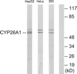 Western blot of extracts from HepG2/HeLa/293 cells, using Cytochrome P450 26A1 Antibody. The lane on the right is treated with the synthesized peptide.