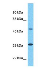 Western blot of CYP26A1 Antibody with human Fetal Liver lysate.