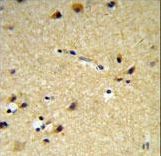 CYP26A1 Antibody IHC of formalin-fixed and paraffin-embedded brain tissue followed by peroxidase-conjugated secondary antibody and DAB staining.