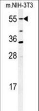 Western blot of CYP26A1 Antibody in mouse NIH-3T3 cell lysates (35 ug/lane). CYP26A1 (arrow) was detected using the purified antibody.