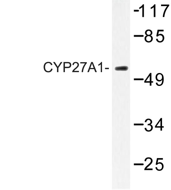 Western blot of CYP27A1 (E131) pAb in extracts from HeLa cells.