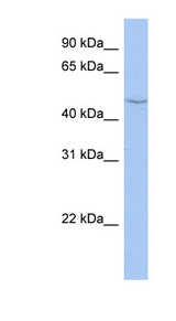 CYP27C1 antibody LS-C111555 Western blot of HT1080 cell lysate.
