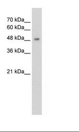 HepG2 Cell Lysate