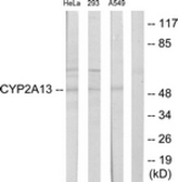 Western blot of extracts from HeLa/293/A549 cells, using Cytochrome P450 2A13 Antibody. The lane on the right is treated with the synthesized peptide.