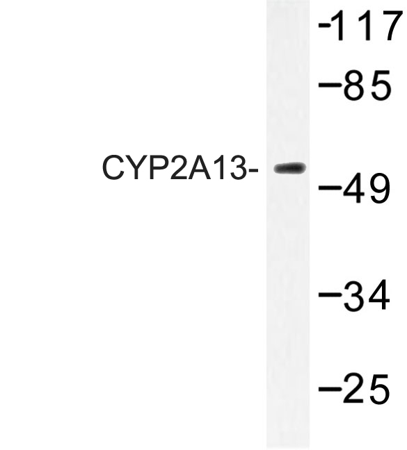 Western blot of CYP2A13 (N338) pAb in extracts from HeLa cells.