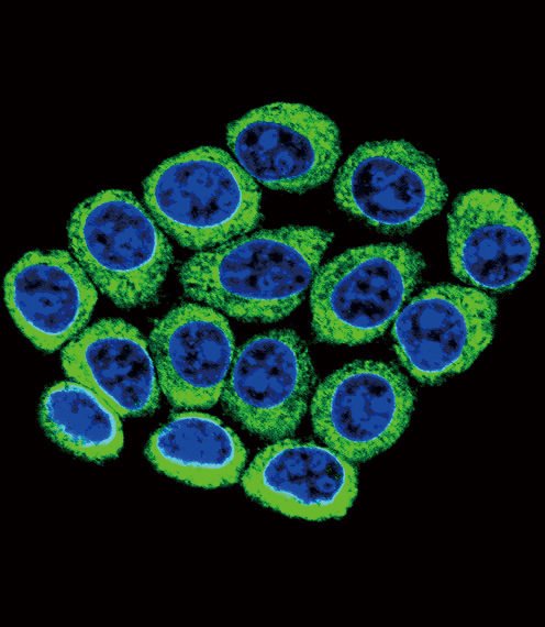 Confocal immunofluorescent of CYP2B6 Antibody with 293 cell followed by Alexa Fluor 488-conjugated goat anti-rabbit lgG (green). DAPI was used to stain the cell nuclear (blue).