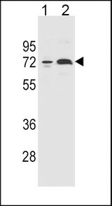 CYP2B6 Antibody western blot of 293(lane 1) and K562(lane 2) cell line lysates (35 ug/lane). The CYP2B6 antibody detected the CYP2B6 protein (arrow).