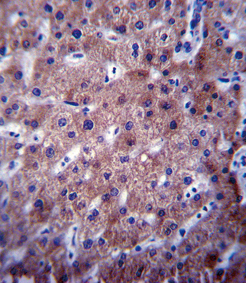 CYP2C19 Antibody immunohistochemistry of formalin-fixed and paraffin-embedded human liver tissue followed by peroxidase-conjugated secondary antibody and DAB staining.