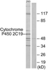 Western blot of extracts from 293 cells, using Cytochrome P450 2C19 Antibody. The lane on the right is treated with the synthesized peptide.