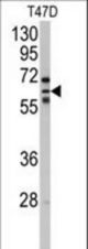 Western blot of anti-CYP2C8 Antibody in T47D cell line lysates (35 ug/lane). CYP2C8(arrow) was detected using the purified antibody.