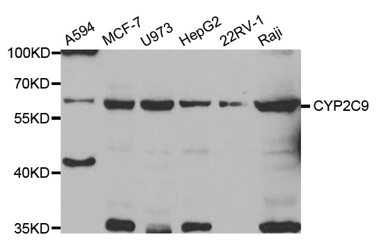 Western blot analysis of extracts of various cell lines, using CYP2C9 antibody.
